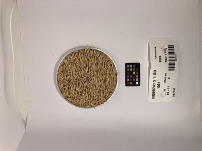 Click for 1 image(s) for this accession. SEED